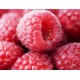 Κόκκινο Σμέουρο γίγας / Giant Raspberry (Rubus Idaeus) 15 Σπόροι Κόκκινο Σμέουρο γίγας / Giant Raspberry (Rubus Idaeus) 15 Σπόροι