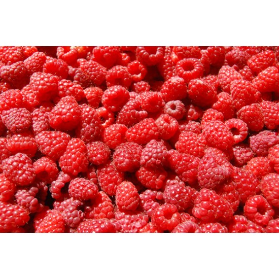 Κόκκινο Σμέουρο γίγας / Giant Raspberry  (Rubus Idaeus) 15 Σπόροι