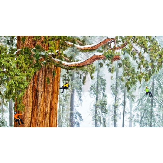 Δέντρο Γίγαντας Σεκόγια (Sequoiadendron giganteum) - 10 σπόροι Δέντρο Γίγαντας Σεκόγια (Sequoiadendron giganteum) - 10 σπόροι