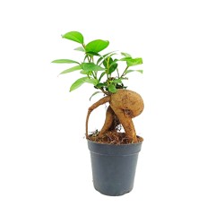 Ficus Ginseng Δεντράκι!