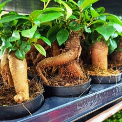 Ficus Ginseng Δεντράκι!