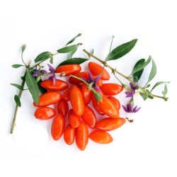 Goji Berry – Lycium barbarum, 0,05γρ. Σπόροι Goji Berry – Lycium barbarum, 0,05γρ. Σπόροι