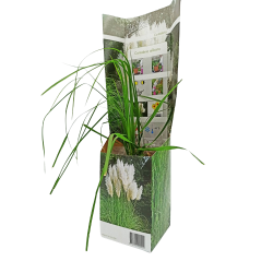 Γυνέριο Λευκό σε γλαστράκι!