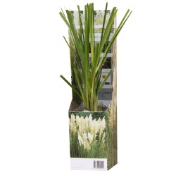 Γυνέριο Λευκό σε γλαστράκι! Γυνέριο Λευκό σε γλαστράκι!