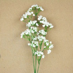 Γυψοφίλη Λευκή/Ακροάστια Σπόροι 2,5γρ. Γυψοφίλης