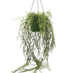 Hoya Linearis - Αποκτήστε το Μαγευτικό Κρεμαστό Hoya Linearis για το Σπίτι σας Hoya Linearis - Αποκτήστε το Μαγευτικό Κρεμαστό Hoya Linearis για το Σπίτι σας