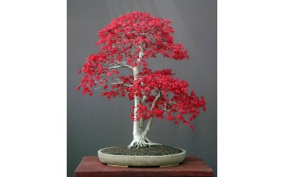 Κόκκινο Πλατάνι (AcerPalmatum) Οδηγίες Καλλιέργειας Σπόρων