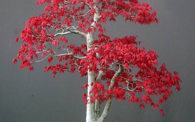 Κόκκινο Πλατάνι (AcerPalmatum) Οδηγίες Καλλιέργειας Σπόρων