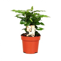 Καφεόδεντρο Coffea Arabica. Φτιάξτε το δικό σας φλιτζάνι καφέ! 1 Δεντράκι 25εκ Καφεόδεντρο Coffea Arabica. Φτιάξτε το δικό σας φλιτζάνι καφέ! 1 Δεντράκι 25εκ