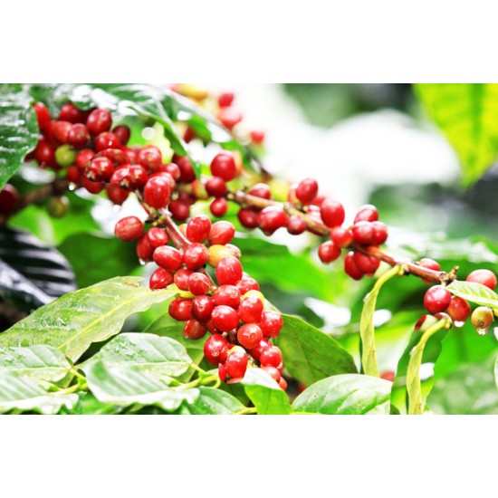 Καφές (Coffea Arabica) 10 σποροι