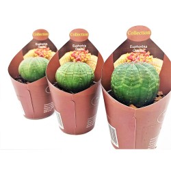 Κάκτος / Παχύφυτο Euphorbia Obesa