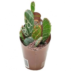 Κάκτος Opuntia zebrina reticulata ''Cobra''