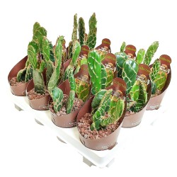 Κάκτος Opuntia zebrina reticulata ''Cobra'' Κάκτος Opuntia zebrina reticulata ''Cobra''