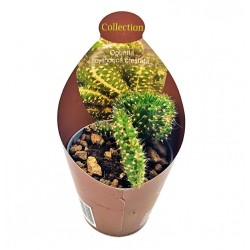 Κάκτος / Παχύφυτο Opuntia Cylindrica Cristata Κάκτος / Παχύφυτο Opuntia Cylindrica Cristata