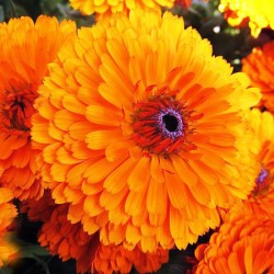 Καλέντουλα Σπόροι Μεγάλη ανάμικτα χρώματα καλέντουλας 0,80γρ