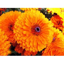 Καλέντουλα Σπόροι Μεγάλη ανάμικτα χρώματα καλέντουλας 0,80γρ Καλέντουλα Σπόροι Μεγάλη ανάμικτα χρώματα καλέντουλας 0,80γρ