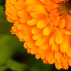 Καλέντουλα Σπόροι Μεγάλη ανάμικτα χρώματα καλέντουλας 0,80γρ