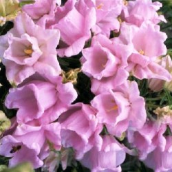 Καμπανούλα Σπόροι Αναμικτα χρώματα 0,50γρ Καμπανούλα Σπόροι Αναμικτα χρώματα 0,50γρ