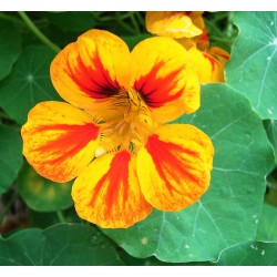 Καπουτσίνο Ανάμικτοι Σπόροι 2.5g. Καπουτσίνο Ανάμικτοι Σπόροι 2.5g.