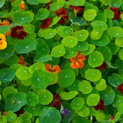 Καπουτσίνο Ανάμικτοι Σπόροι 2.5g. Καπουτσίνο Ανάμικτοι Σπόροι 2.5g.