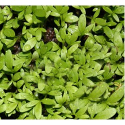 Κάρδαμο 7γρ. Σπόροι Κάρδαμου