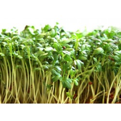 Σπόροι Κάρδαμου για Φύτρες - Cress Sprouts 15γρ. σπόροι