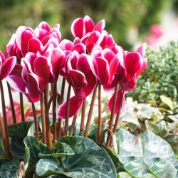 Κυκλάμινο Γίγας Σπόροι Ανάμικτοι 0,01γρ. Κυκλάμινα