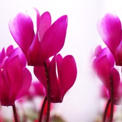 Κυκλάμινο Γίγας Σπόροι Ανάμικτοι 0,01γρ. Κυκλάμινα Κυκλάμινο Γίγας Σπόροι Ανάμικτοι 0,01γρ. Κυκλάμινα