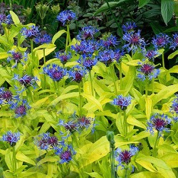 Κενταύρια πακέτο σπόρων 1,5 γραμ.