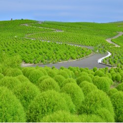 Κόχια/Kochia Το δίχρωμο φυτό! Σπόροι 1γρ Κόχια/Kochia Το δίχρωμο φυτό! Σπόροι 1γρ