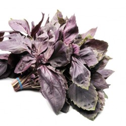 Βασιλικός Κόκκινος 3γρ Σπόροι Βασιλικού