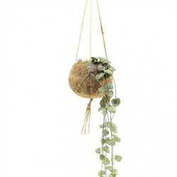 Κρεμαστό φυτό "String of Hearts" Kokodama