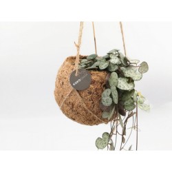 Κρεμαστό φυτό "String of Hearts" Kokodama Κρεμαστό φυτό "String of Hearts" Kokodama