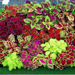 Κολεός (Μίγμα Χρωμάτων) Πακέτο Σπόρων 0,1g - Σπόροι Κολεός (Μίγμα Χρωμάτων) Πακέτο Σπόρων 0,1g - Σπόροι