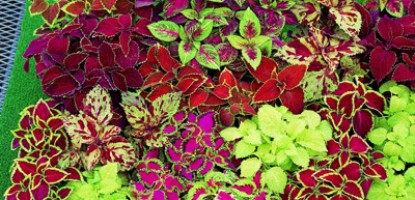 Κολεός Οδηγίες Καλλιέργειας Σπόρων