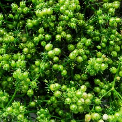 Κόλιανδρο 10γρ σπόροι κολίανδρου