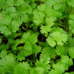 Κόλιανδρο 10γρ σπόροι κολίανδρου