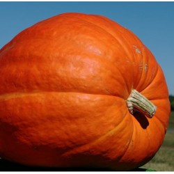 Kολοκύθα γίγας Atlantic Giant, 2γρ. Σπόροι