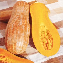 Κολοκύθα Γλυκιά (Curcubita Moschata) Butternut Bell σπόροι 4,5γρ