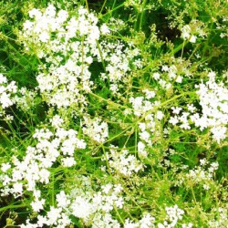 Κύμινο Πακέτο Σπόρων 0,50γρ Σπόροι Κύμινου