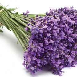 Λεβάντα Σπόροι 0,5γρ Λεβάντας Λεβάντα Σπόροι 0,5γρ Λεβάντας