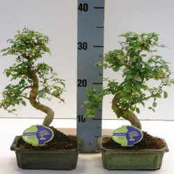 Αυθεντικό Μπονσάι Ligustrum Sinense Αυθεντικό Μπονσάι Ligustrum Sinense