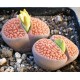 Lithops/Λιθοπες Ανάμικτα είδη 20 σπόροι Lithops/Λιθοπες Ανάμικτα είδη 20 σπόροι
