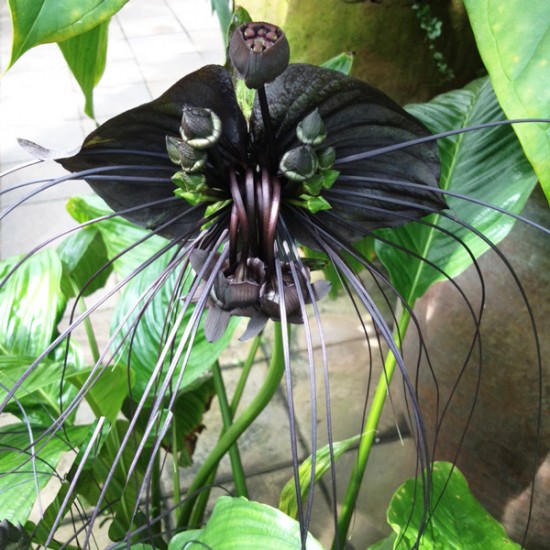 Λουλούδι Νυχτερίδα (Bat Flower - Tacca Chantrieri) - 10 Σπόροι Λουλούδι Νυχτερίδα (Bat Flower - Tacca Chantrieri) - 10 Σπόροι