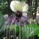 Λουλούδι Νυχτερίδα (Bat Flower - Tacca Chantrieri) - 10 Σπόροι Λουλούδι Νυχτερίδα (Bat Flower - Tacca Chantrieri) - 10 Σπόροι