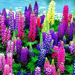 Λούπινο σπόροι 1,80γρ. σπόρων Λούπινου