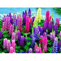 Λούπινο σπόροι 1,80γρ. σπόρων Λούπινου Λούπινο σπόροι 1,80γρ. σπόρων Λούπινου