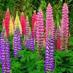 Λούπινο σπόροι 1,80γρ. σπόρων Λούπινου