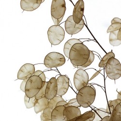 Λουνάρια (γυαλάκι) - Πακέτο Σπόρων 1,1γρ