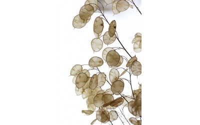 Γυαλάκι (Lunaria) Οδηγίες Καλλιέργειας Σπόρων